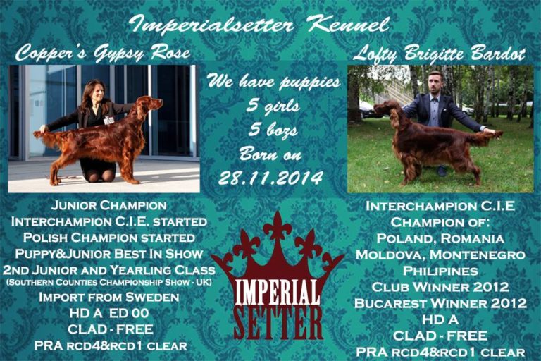 zapowiedz miotu Imperialsetter 29-11-2014