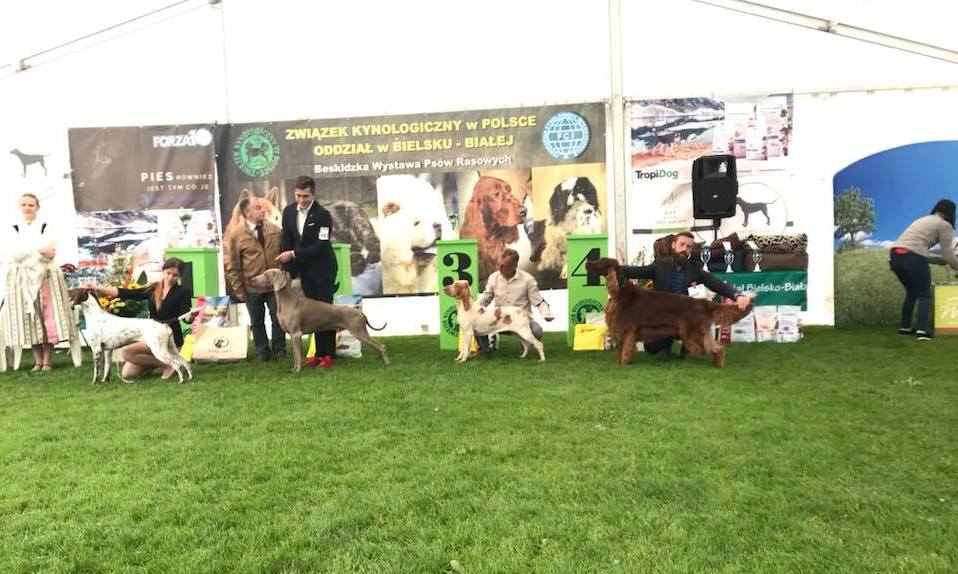 Imperialsetter ROYAL DREAM won 1 ex, Best dog, Best of Breed and BEST IN GROUP IV